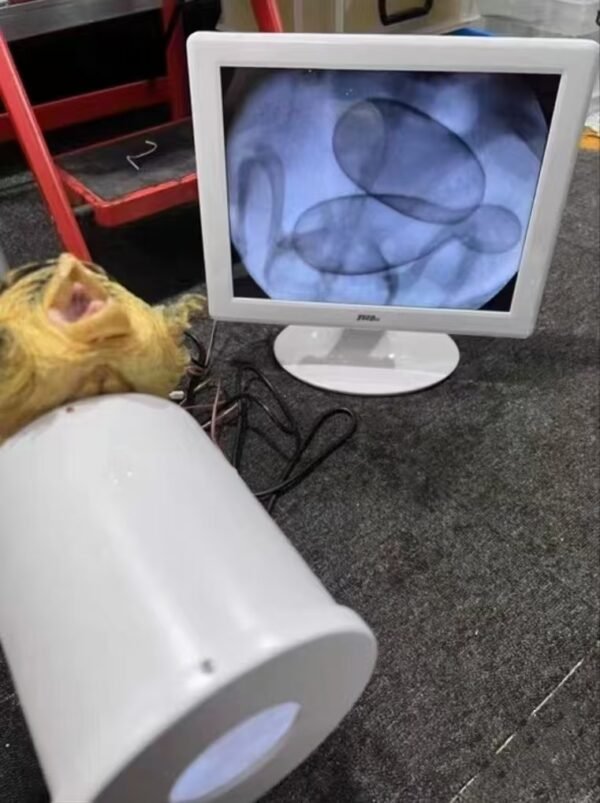 Industrial Portable X Ray Machine for Pearls, turtle eggs Fluoroscope machine