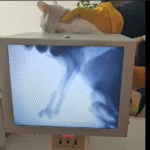 Industrial Portable X Ray Machine for Pets, veterinarian, cat, dog, Fluoroscope machine
