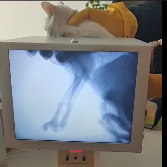 Industrial Portable X Ray Machine for Pets, veterinarian, cat, dog, Fluoroscope machine