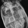 Industrial Portable X Ray Machine for Pearls, turtle eggs Fluoroscope machine