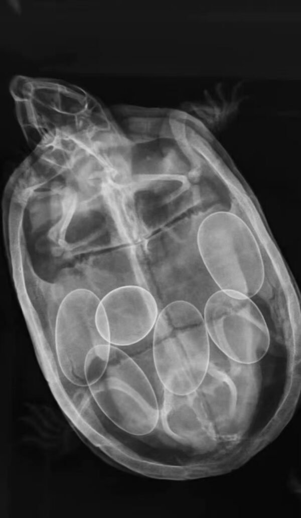 Industrial Portable X Ray Machine for Pearls, turtle eggs Fluoroscope machine