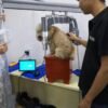 Industrial Portable X Ray Machine for Pets, veterinarian, cat, dog, Fluoroscope machine