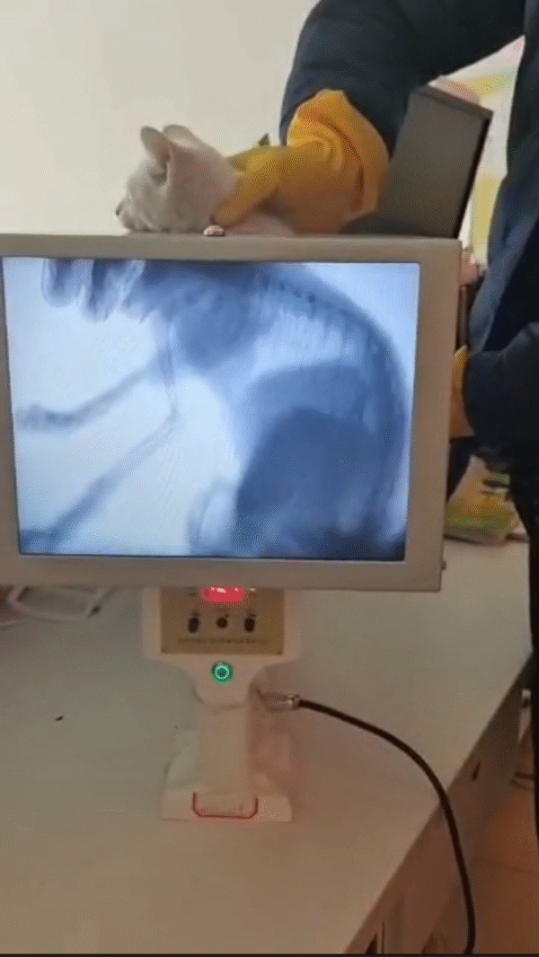 Industrial Portable X Ray Machine for Pets, veterinarian, cat, dog, Fluoroscope machine