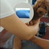 Industrial Portable X Ray Machine for Pets, veterinarian, cat, dog, Fluoroscope machine
