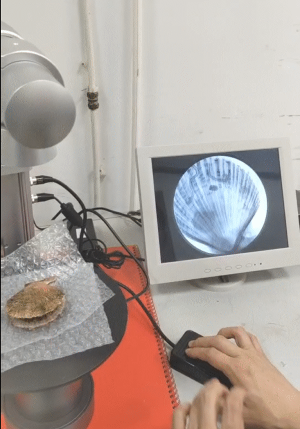 Industrial Portable X Ray Machine for Pearls, turtle eggs Fluoroscope machine