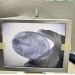 Industrial Portable X Ray Machine for Pearls, turtle eggs Fluoroscope machine