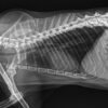 DYXTECH Portable Veterinary X-Ray Machine Mini DR Digital Imaging System for Pet Clinic