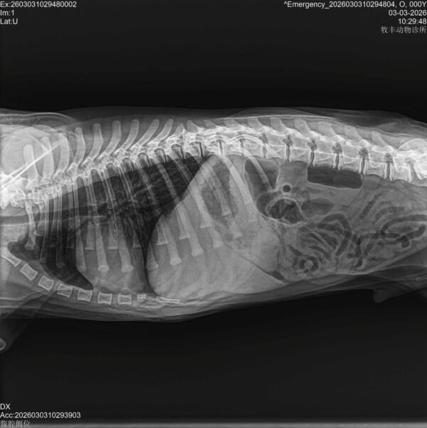 Portable Veterinary DR X-Ray Table with Digital Flat Panel Detector for Pet Clinics & Animal Hospitals