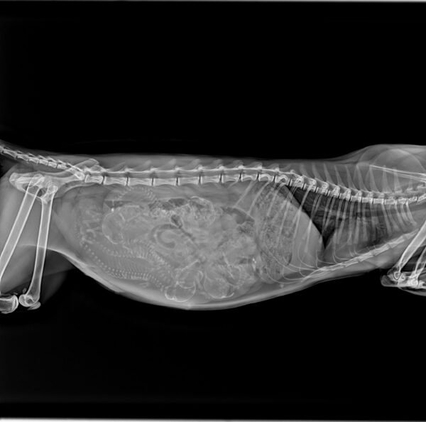 DYXTECH Portable Veterinary X-Ray Machine Mini DR Digital Imaging System for Pet Clinic